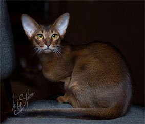 Abyssinian cat