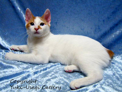 Japanese Bobtail Ca