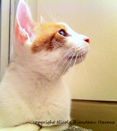 japanese bobtail cat breed