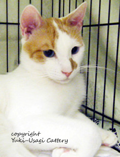 Japanese Bobtail Cat