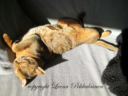 abyssinian cat in sunspot