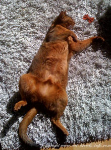 abyssinian cat in sun spot