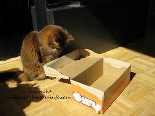 Cat and box