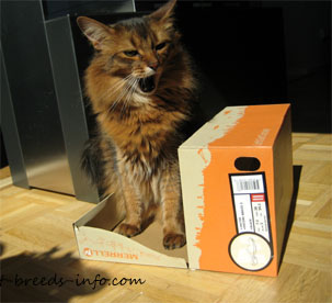 A cat sitting on a box lid