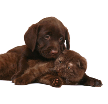 scottish fold cat and dog