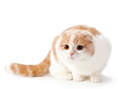 scottish fold cats