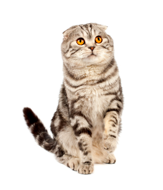 Scottish fold cat 