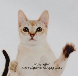 singapura cat