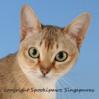 singapura cats