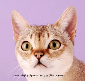 singapura cat breed