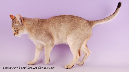 singapura cat breed