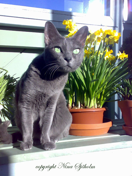 Korat Cat