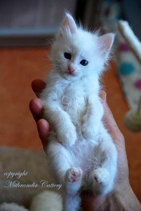 Turkish Angora rescue