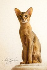 abyssinian cat