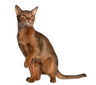 abyssinian cat