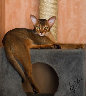 Relaxed Abyssinian cat