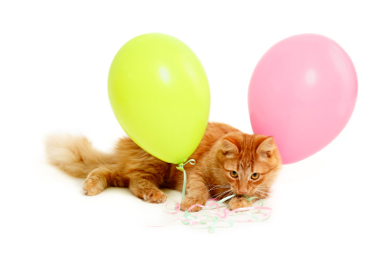 When the balloon attacked the cat... Heppu the Balloon Cat in Cat Diary
