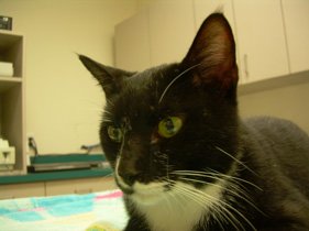 famous cats second chance charlie