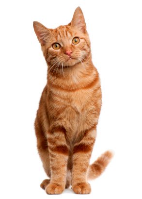 Red domestic shorthair cat