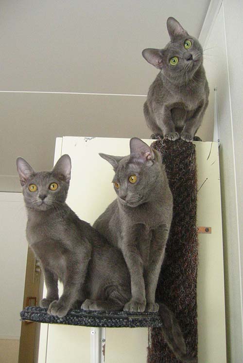 Korat Cats