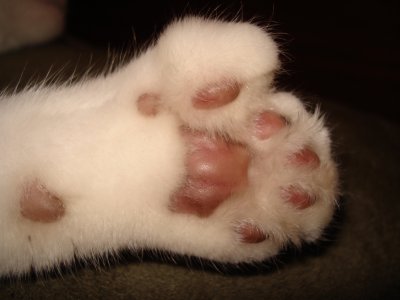 Hemingway cat toes