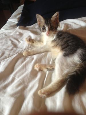 My Kitten