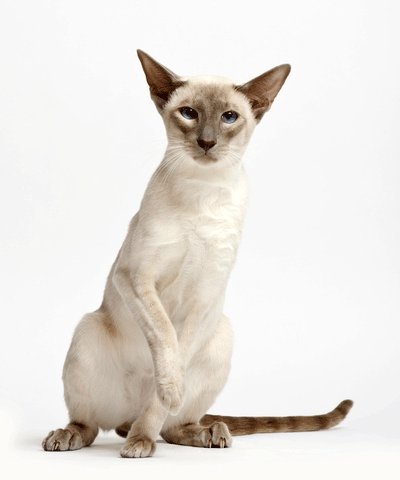 Modern Siamese cat