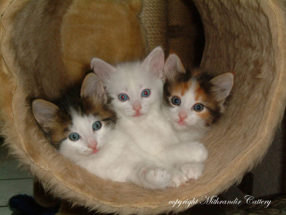 turkish angora kittens