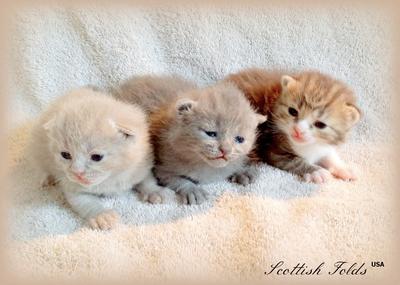 Cream, Blue and Chocolate Color Kittens