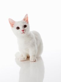 small cat breeds