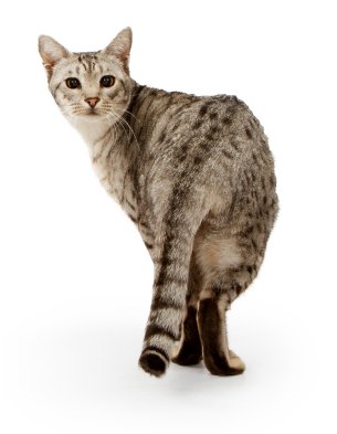 Ocicat cat