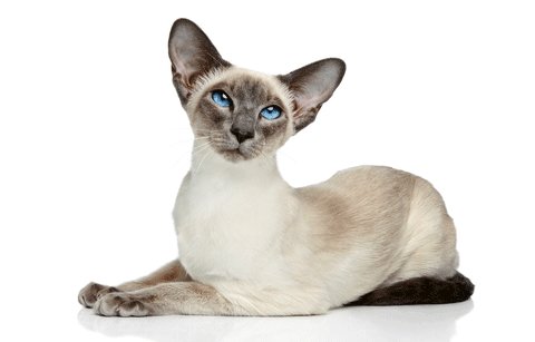 Modern Siamese Cat