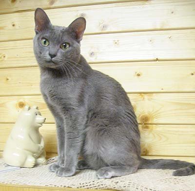 korat cat