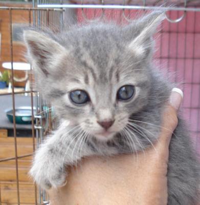 Kitten to be homed