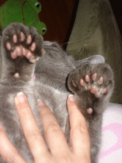 Adorable polydactyl cat toes