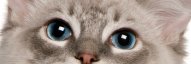Blue eyes of a Ragdoll cat