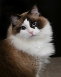 ragdoll cat