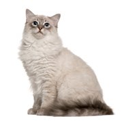Ragdoll cat - a cat breed that loves people