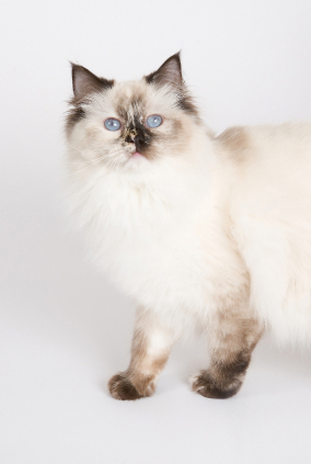 Ragdoll Tortie Colorpoint