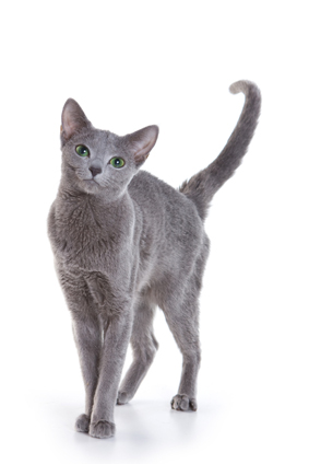 cat breed list of