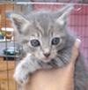 Kitten to be homed