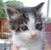 Kitten to be homed