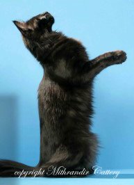 black turkish angora cat