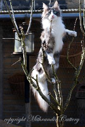 turkish angora