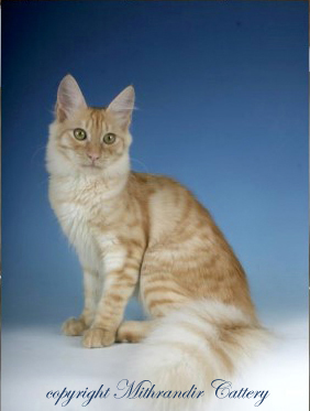 turkish angora cat