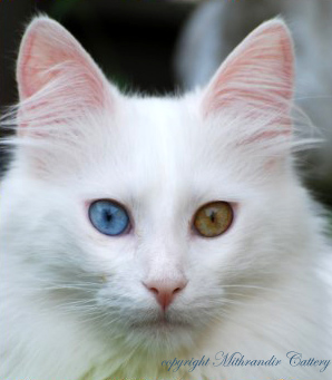 turkish angora white odd eyed