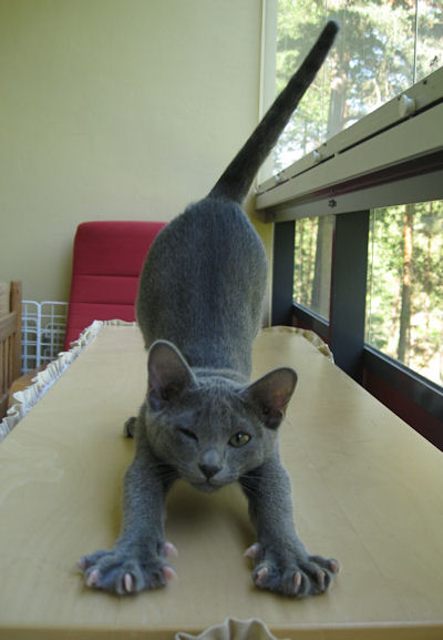 Korat kitten